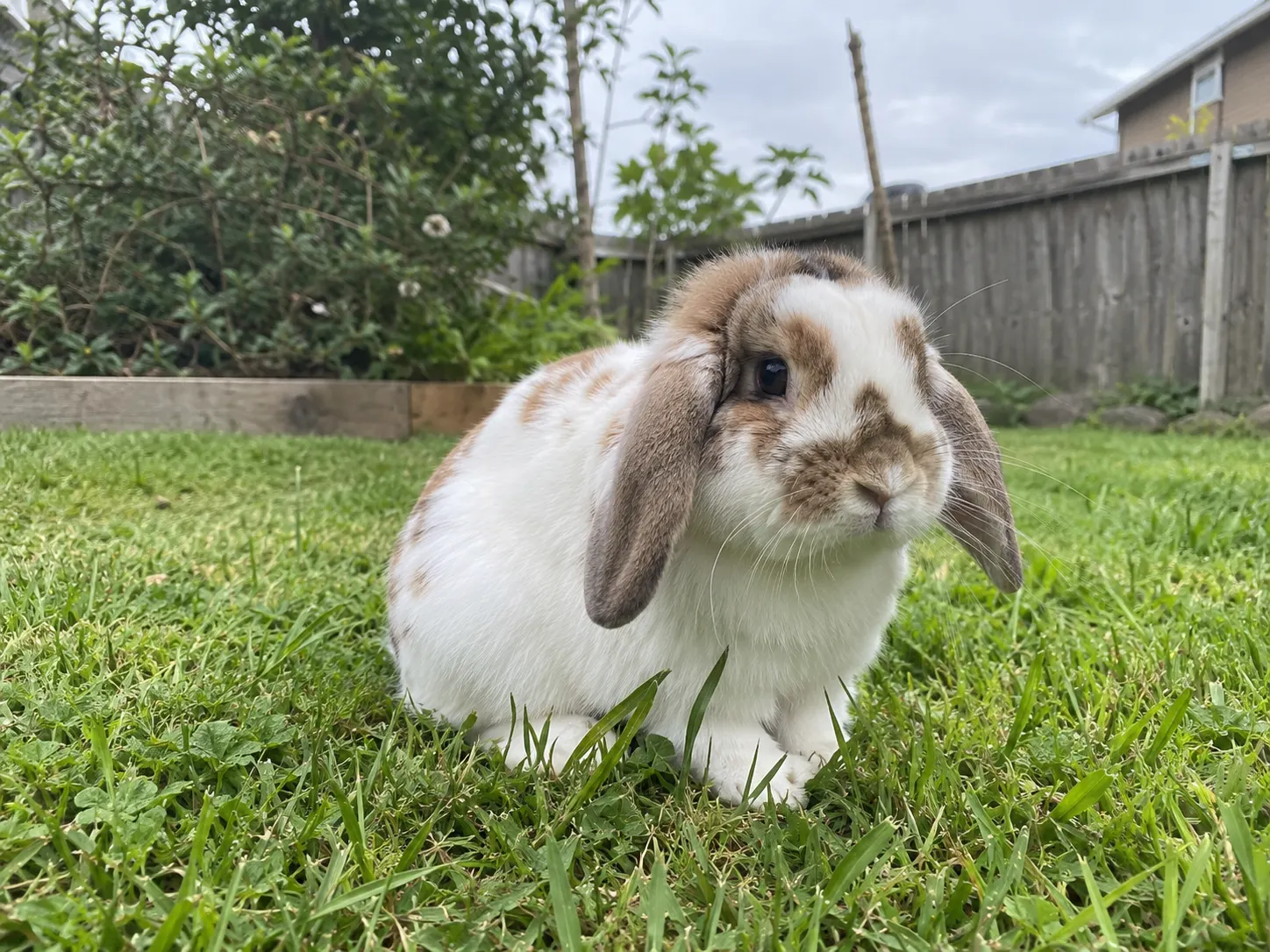 Pippin's Heaven